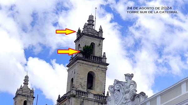 Vegetación en torres de Catedral